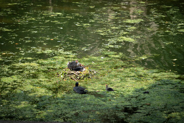 Paris, France - 06 09 2025: Park Buttes Chaumont. View of Coot nest with chicks and their mother in the lake