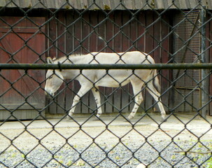 Poland, Warsaw, Ratuszowa 1/3,  Warsaw Zoological Garden (Warsaw Zoo), Somali wild ass