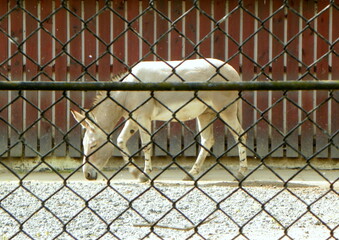Poland, Warsaw, Ratuszowa 1/3,  Warsaw Zoological Garden (Warsaw Zoo), Somali wild ass
