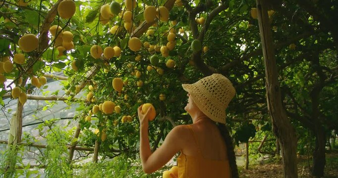 Woman reaching up to pick ripe lemons in a shaded lemon grove in Amalfi