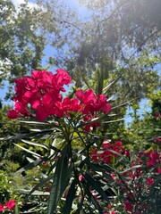flowers in the garden