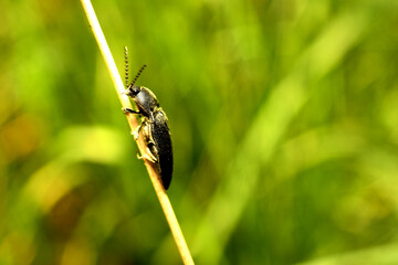 Click beetles are a large genus of click beetles that sit on grass stems.