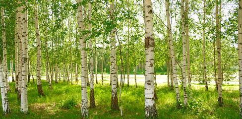 Bright birch forest with slender white trunks and vibrant green leaves. Sunlight softly filters through the foliage. Peaceful, natural atmosphere. Blurred background. 