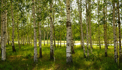 Bright birch forest with slender white trunks and vibrant green leaves. Sunlight softly filters through the foliage. Peaceful, natural atmosphere. Blurred background. 