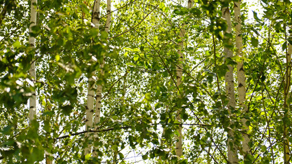 Blurred birch leaves. Sunlight filters through lush green birch leaves with soft bokeh effect. Fresh atmosphere of birch grove in spring or early summer, showcasing nature’s calm and leafy texture.
