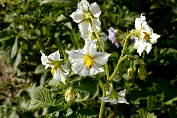White flowers have blossomed on the potato tops.