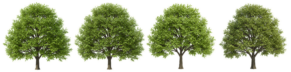 Obraz premium Green Tree with Lush Leaves On Isolated Transparent Background