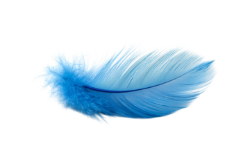 blue feather on a transparent or white isolated background. png 