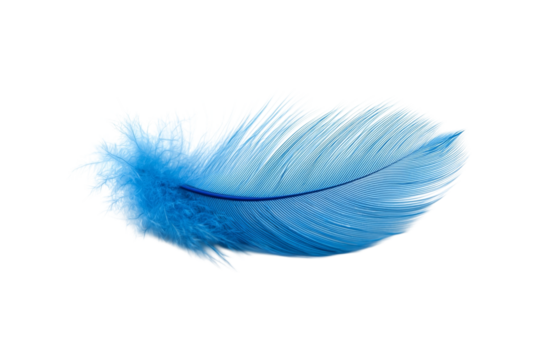 blue feather on a transparent or white isolated background. png 