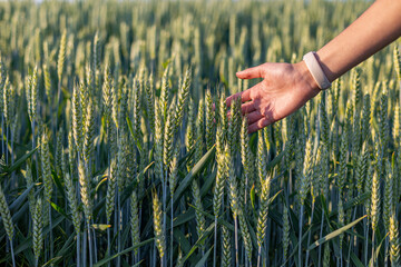 Hand touching green wheat in summer field. Close-up of a hand brushing through unripe wheat in a...