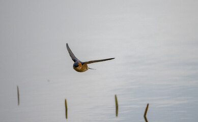 Red-rumped swallow