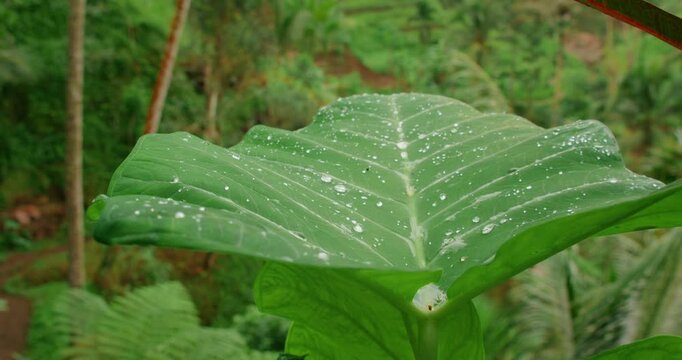 Close up of large leaf with rain droplets by rice fields in Bali Indonesia