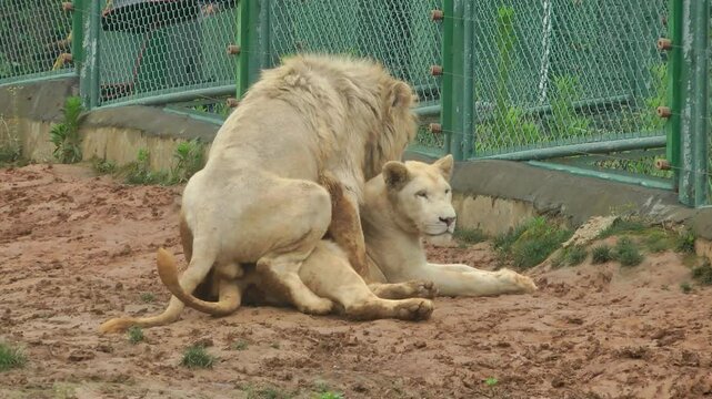 A pair of lions mating
