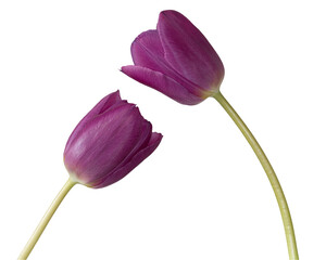 Purple Tulips isolated on a transparent background