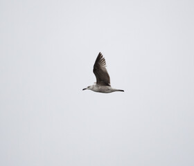Young yellow legged gull