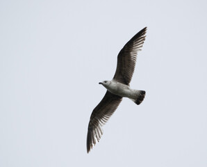 Young yellow legged gull