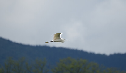 Little egret