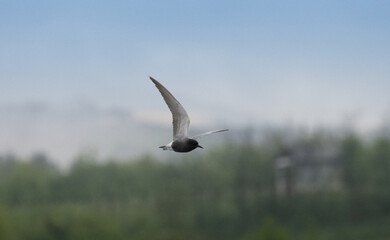 Young yellow legged gull