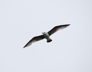 Young yellow legged gull