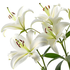 Fototapeta premium Elegant White Lilies Blossom Closeup Pure White Petals Floral Beauty Nature Photography