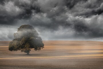 Flat design illustration is depicting large tree standing in stubble with fog under storm clouds