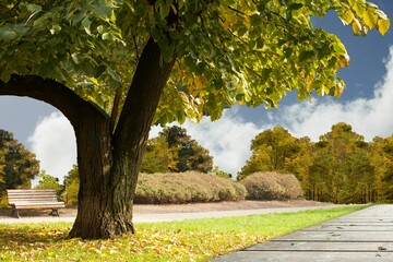 Large deciduous tree is shading wooden bench, paved path, shrubs and boardwalk in flat design park