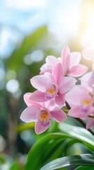 Delicate pink orchids in a sunlit greenhouse
