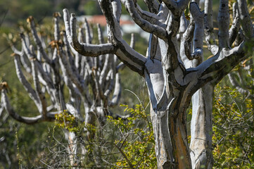 Arbre à carquois en Namibie