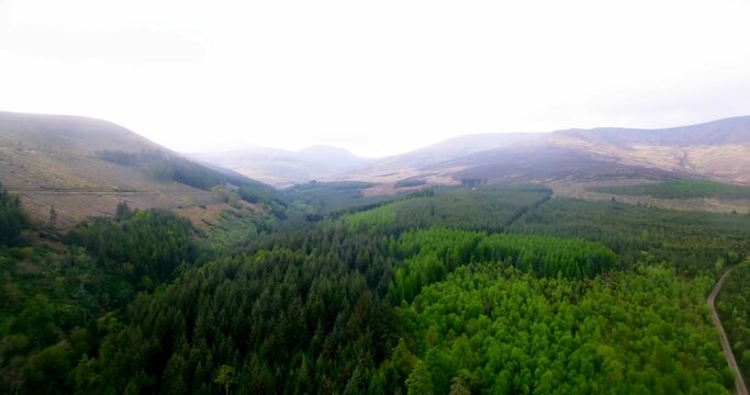 Fototapeta Trees growing on landscape