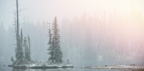 Scenic view of snow covered trees