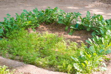 beautiful kitchen garden with carrot and radish plant. both vegetables are grown inside the soil. winter vegetable.