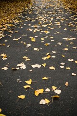 Obraz premium Orange autumn leaves on road