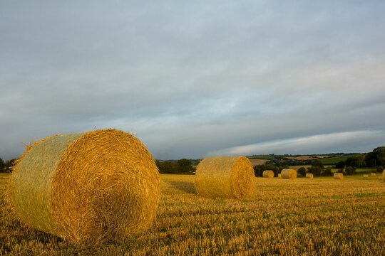 Fototapeta Hay bale on cultivated farm field