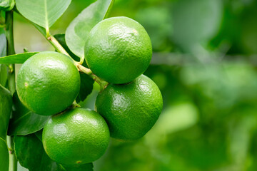 Green lemons is citrus  fruits on a branch with nature background. Green Lemons tree in the garden with daylight. Fresh green lime fruit hanging from branch.