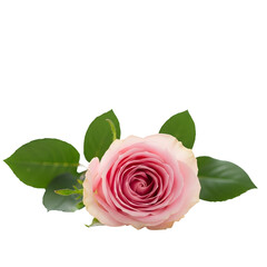 A Delicate Pink Rose Blossom with Lush Green Leaves Isolated on Black Background Perfect for Floral Designs and Romantic Projects