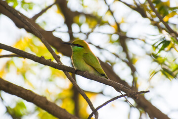 Beautiful Green Bee Eater bird on the branch of the tree. 