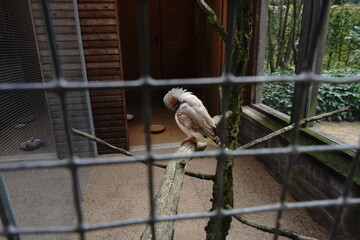 Cockatiel with yellow crest perched in wire cage