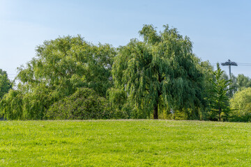 Green meadow with large, overhanging willow trees in the summer light. A cable car base can be seen in the background.