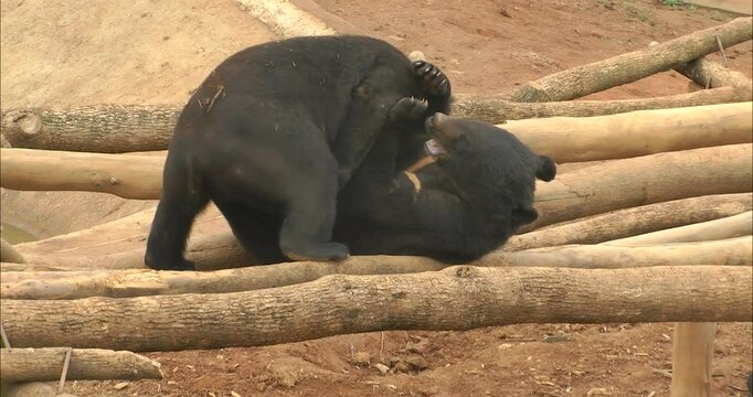 A pair of bears mating