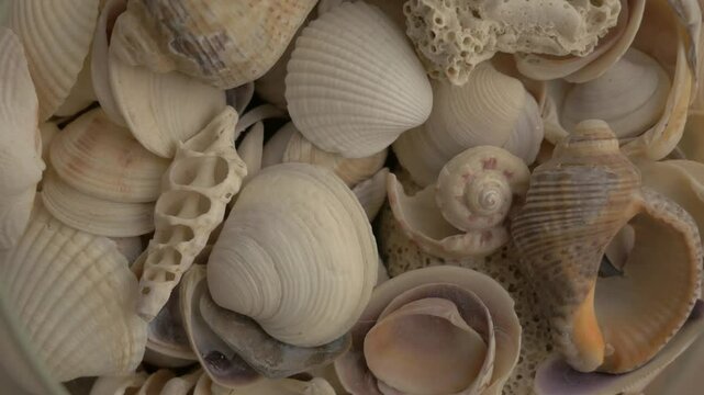 Collection of seashells displayed in a close-up sequence, showcasing intricate textures and natural patterns in a harmonious arrangement 