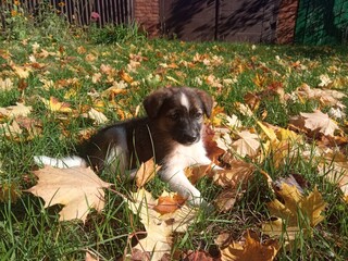 jack russell terrier sitting in the grass