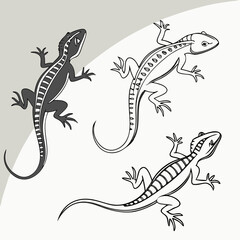 lizard on a white background