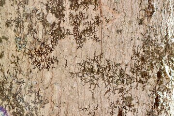 A close view on the old wood tree bark.