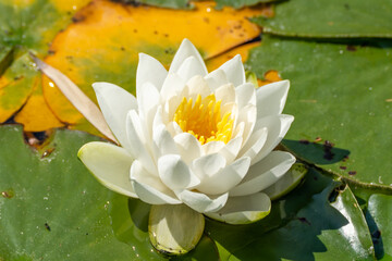 A pristine white water lily blooms on a pond surrounded by yellowing and green leaves. The contrast...