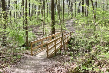 The old wood bridge on the trail in the forest.