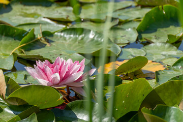 A single pink water lily stands out among green lily pads. Its vibrant color draws attention in...