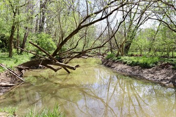 The flowing creek in the forest on a sunny day.