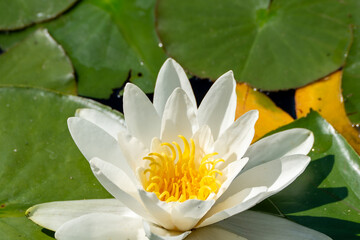 A white water lily Nymphaea blooms near vibrant yellowing lily pads. The rich yellow center adds...