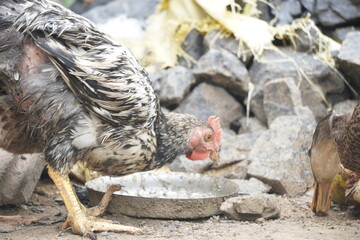 A brown hen strolls across a sunlit green field, pecking gently at the grass, feathers glowing in warm daylight.