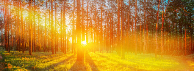 Amazing Scenic Panoramic View Bright Sunbeams. Beautiful Sunset Sunrise Sun Sunshine In Sunny Summer Coniferous Forest. Sunlight Sunbeams Through Woods In Forest Landscape